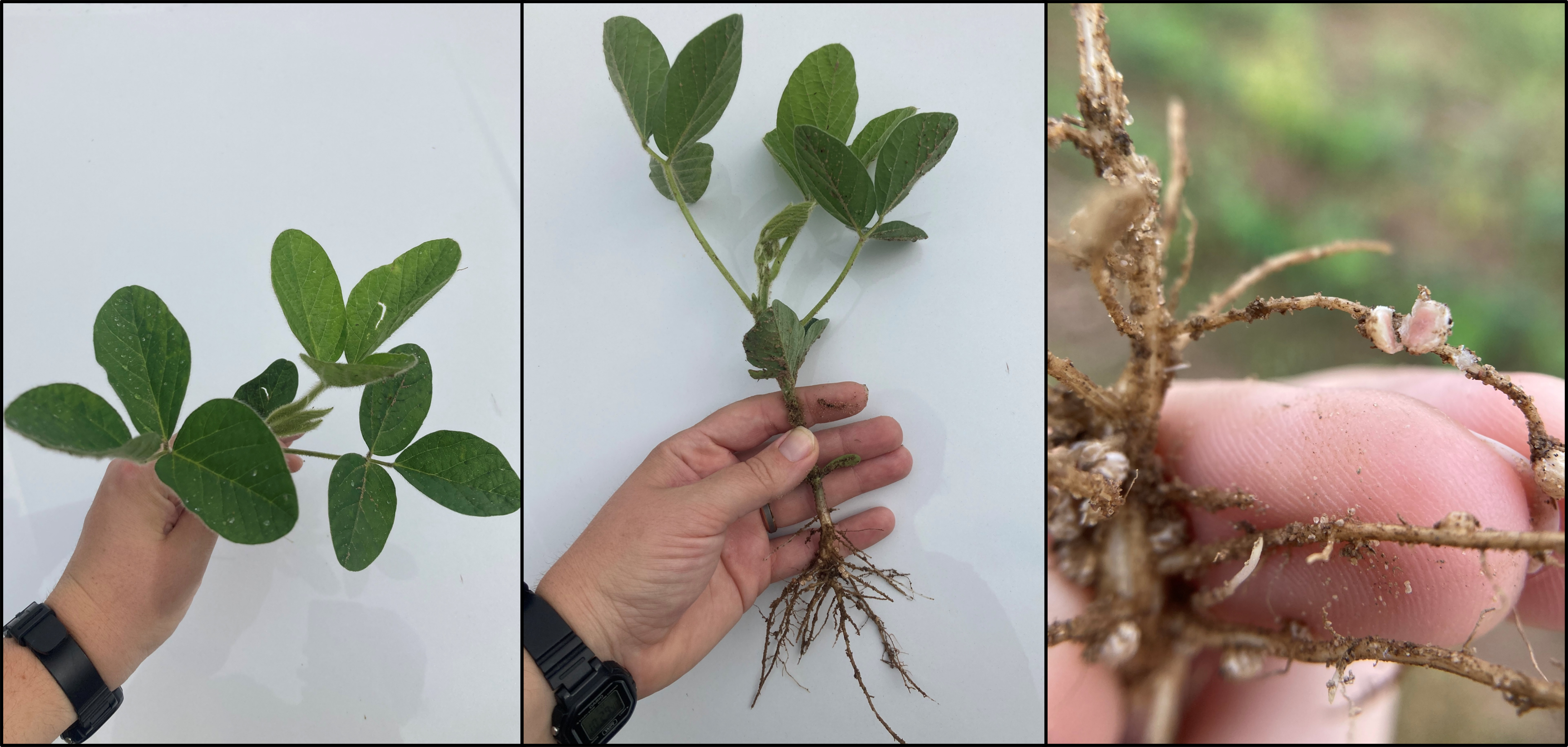 A hand holding a soybean plant showing the entire plant, including roots. 